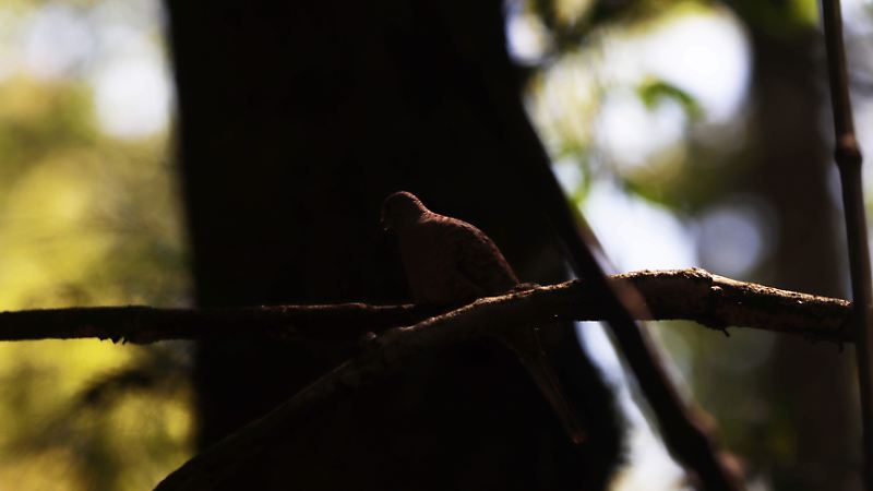 Aves Rapaces